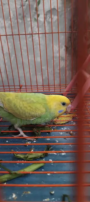 Budgie bird