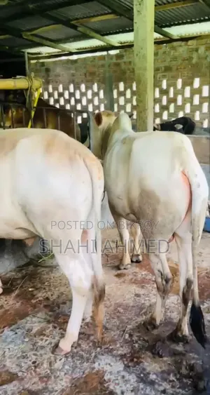 Bull Cattle 11 pcs