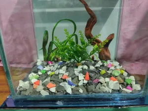 সব সহ ১০.৫ বাই ৬.৫ উচ্চতা ১১ ইঞ্চি একুরিয়াম