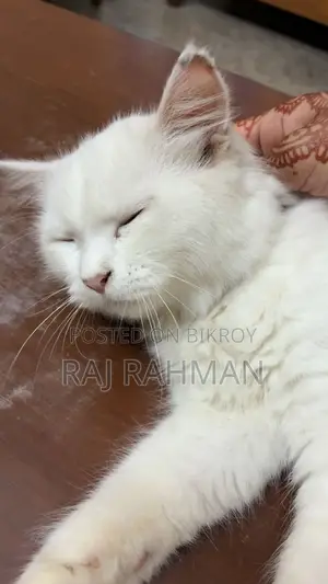 ৩-৬ মাসের পুরুষ মিশ্র জাতের পার্সিয়ান