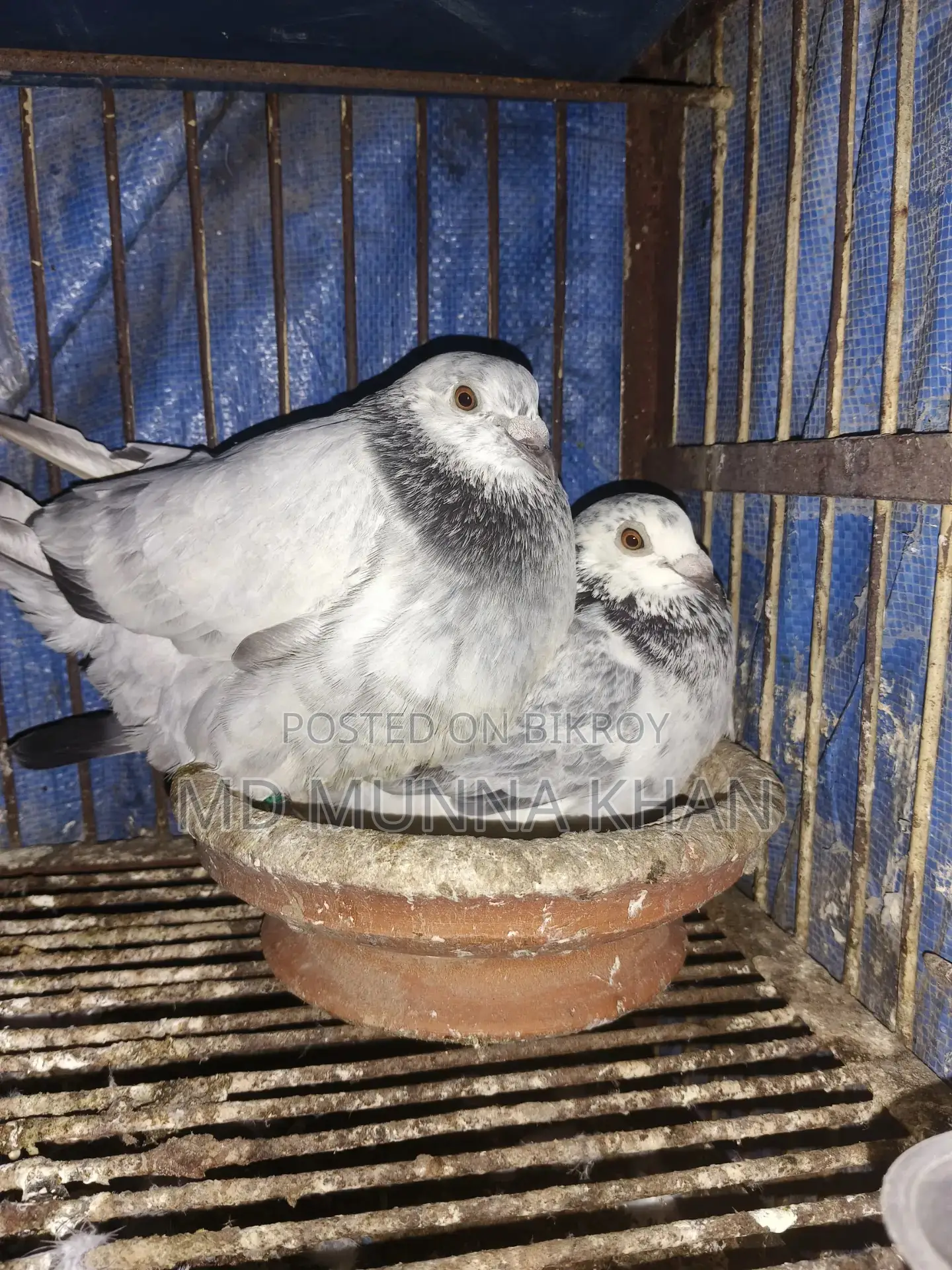 এক জোড়া রানিং গ্রিজল পেয়ার ,