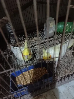 Cockatiel Bird