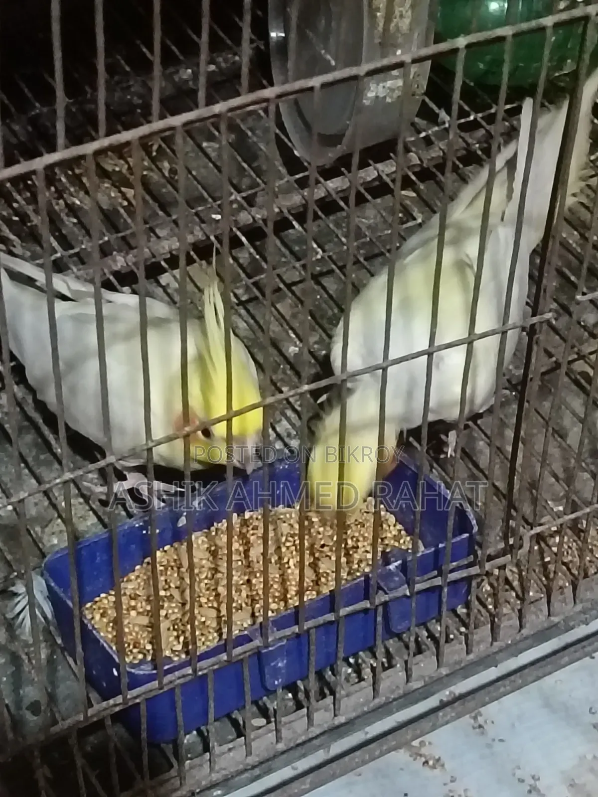 Cockatiel Bird