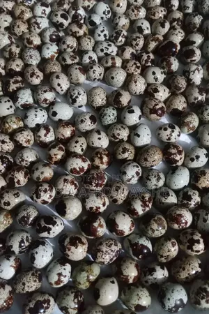 কোয়েল পাখির ডিম