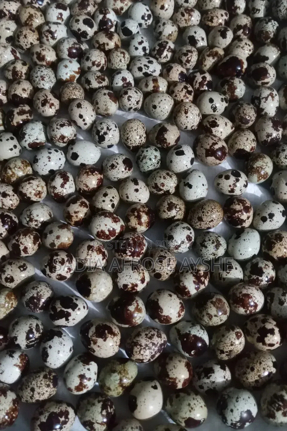 কোয়েল পাখির ডিম