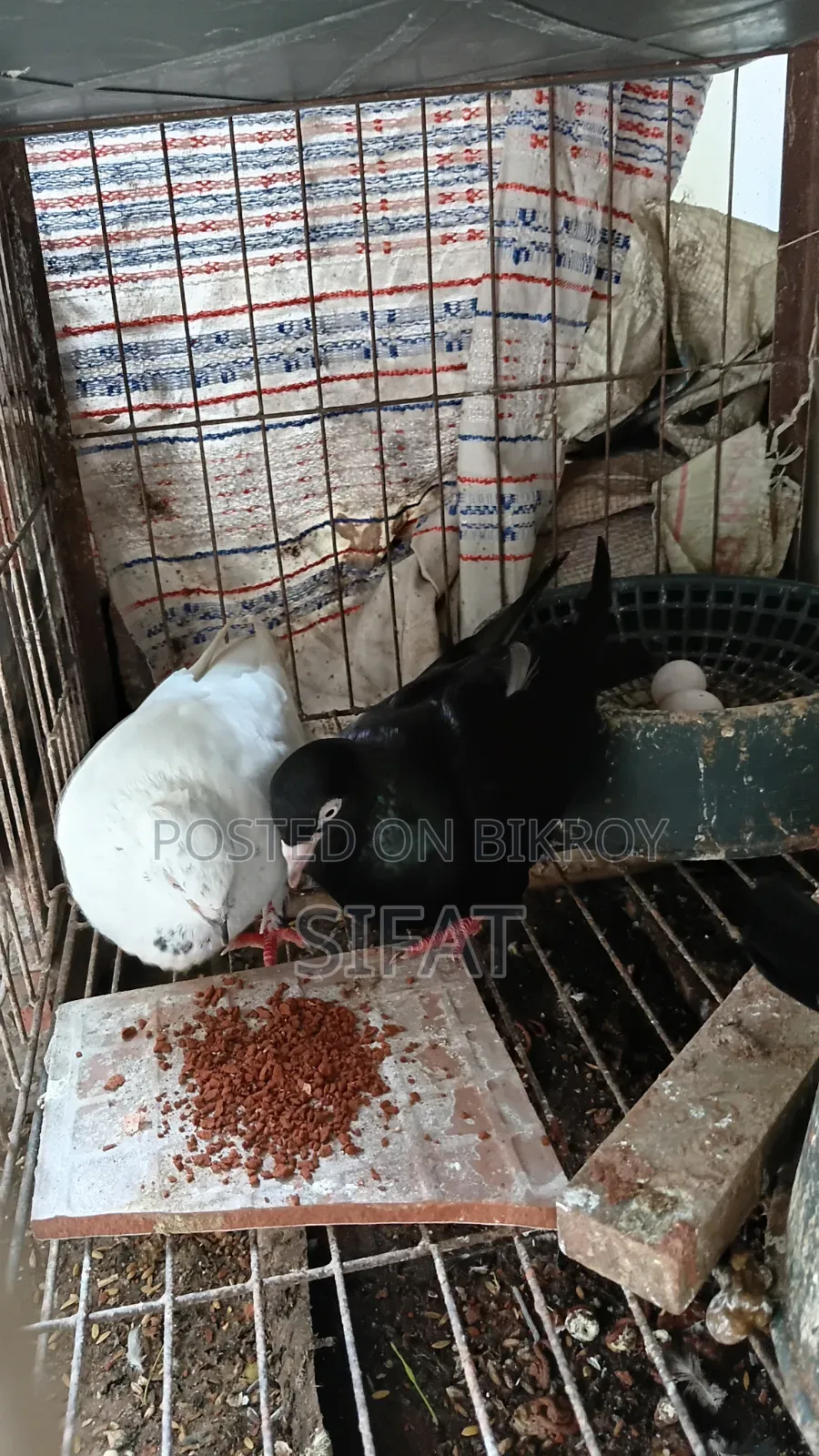১০০% রানিং বোম্বাই ও ঝুঁটিওয়ালা গিরিবাজ জোড়া (২টি তাজা ডিমসহ)
