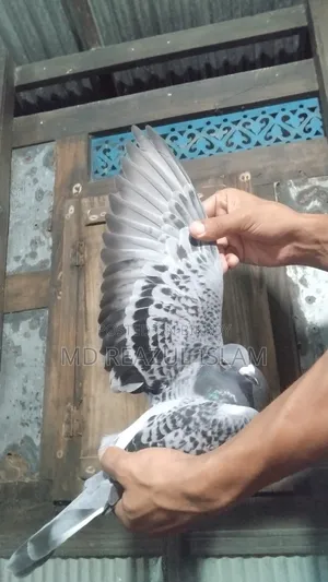 Racer Pigeon