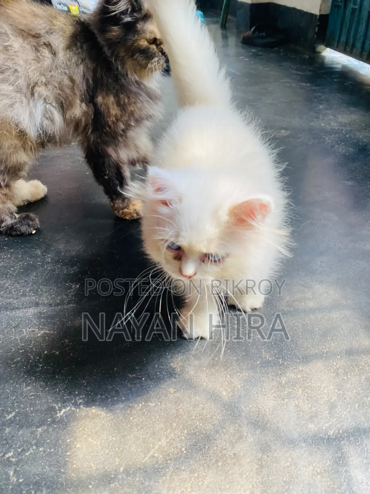 ১-৩ মাস বয়সী পুরুষ মিশ্র জাতের পার্সিয়ান