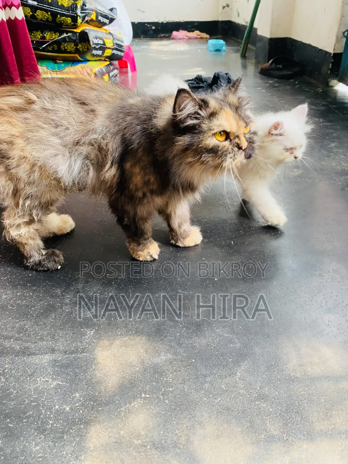১-৩ মাস বয়সী পুরুষ মিশ্র জাতের পার্সিয়ান