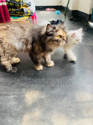 ১-৩ মাস বয়সী পুরুষ মিশ্র জাতের পার্সিয়ান