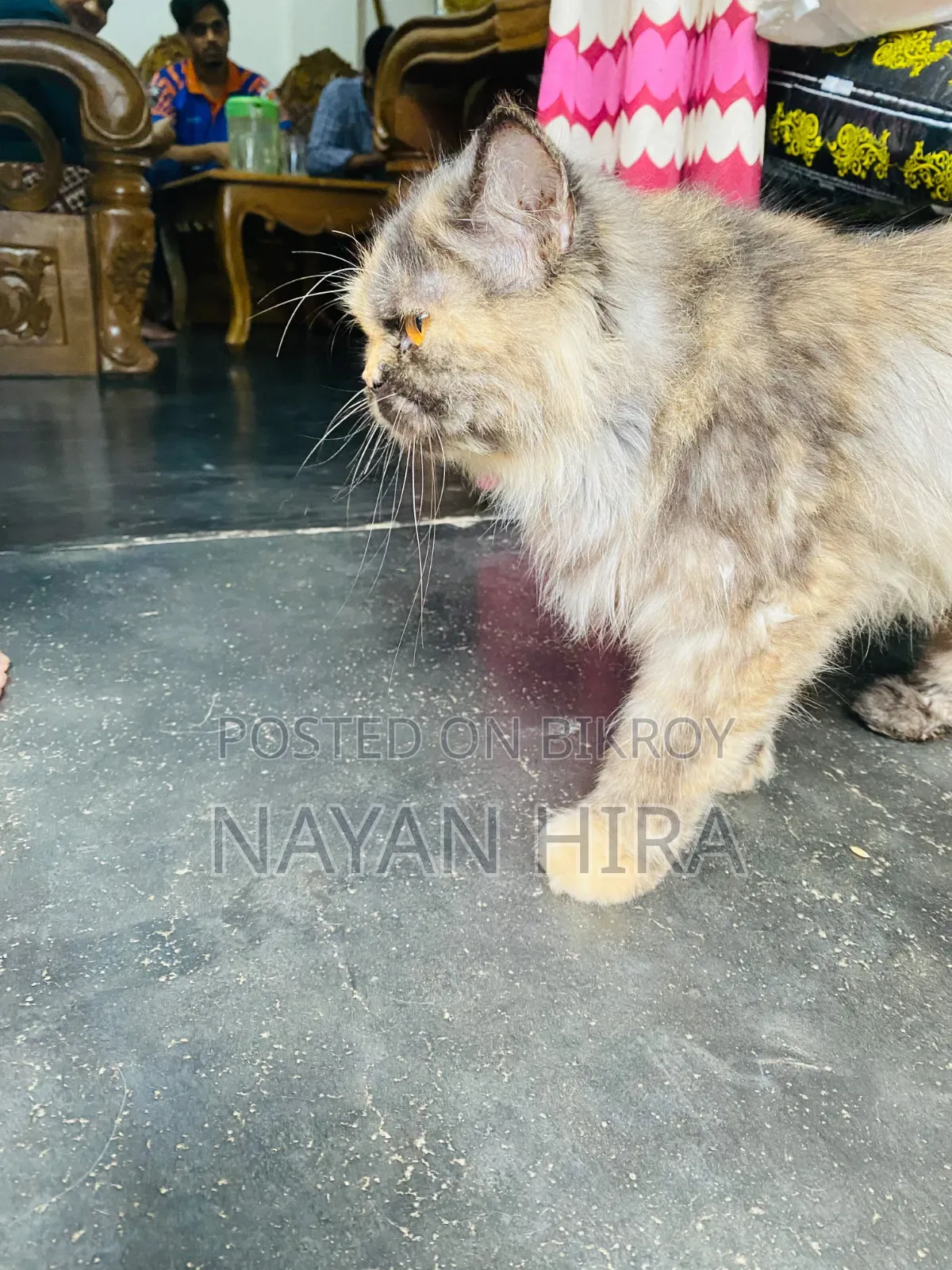 ১-৩ মাস বয়সী পুরুষ মিশ্র জাতের পার্সিয়ান