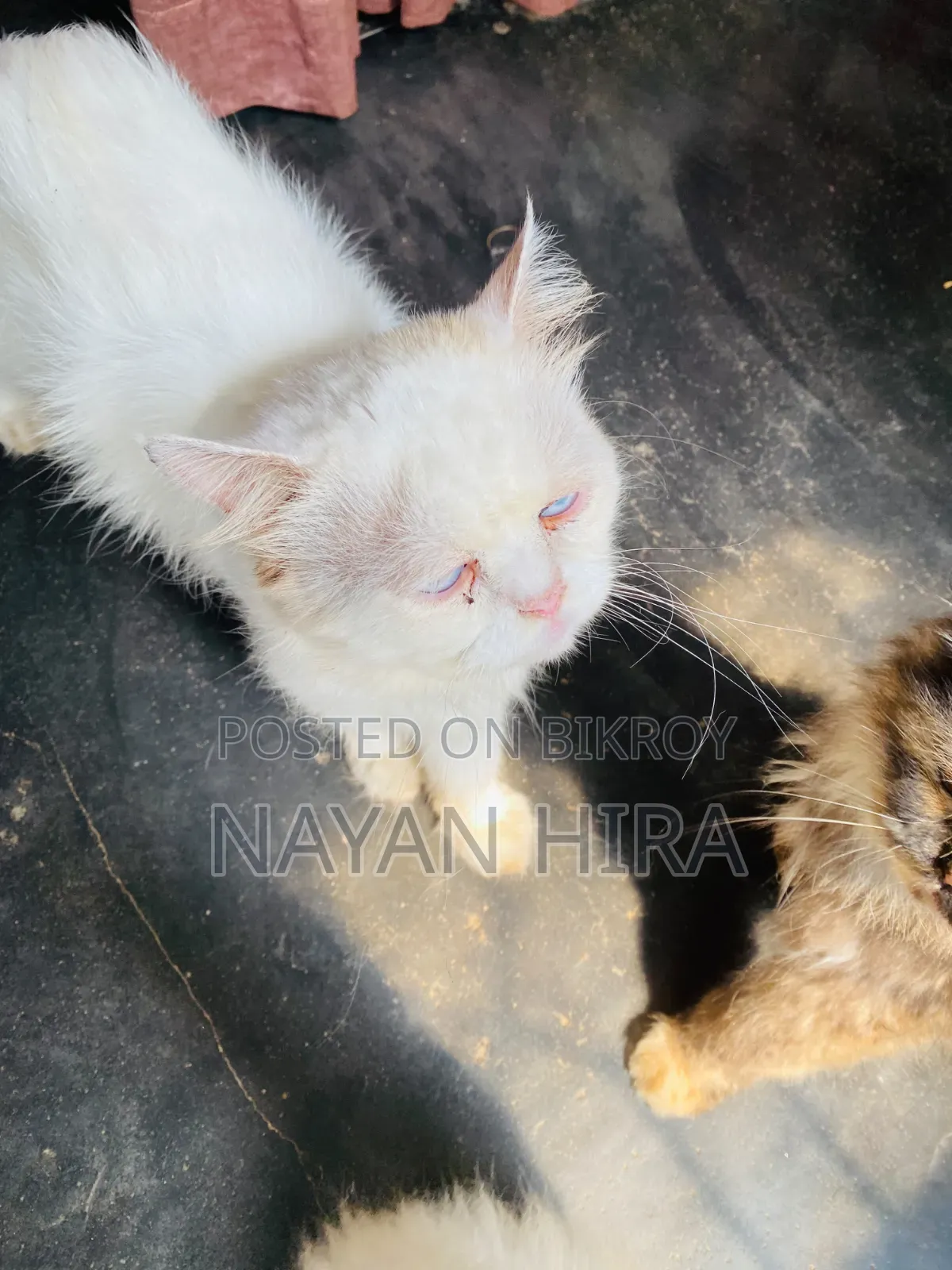১-৩ মাস বয়সী পুরুষ মিশ্র জাতের পার্সিয়ান