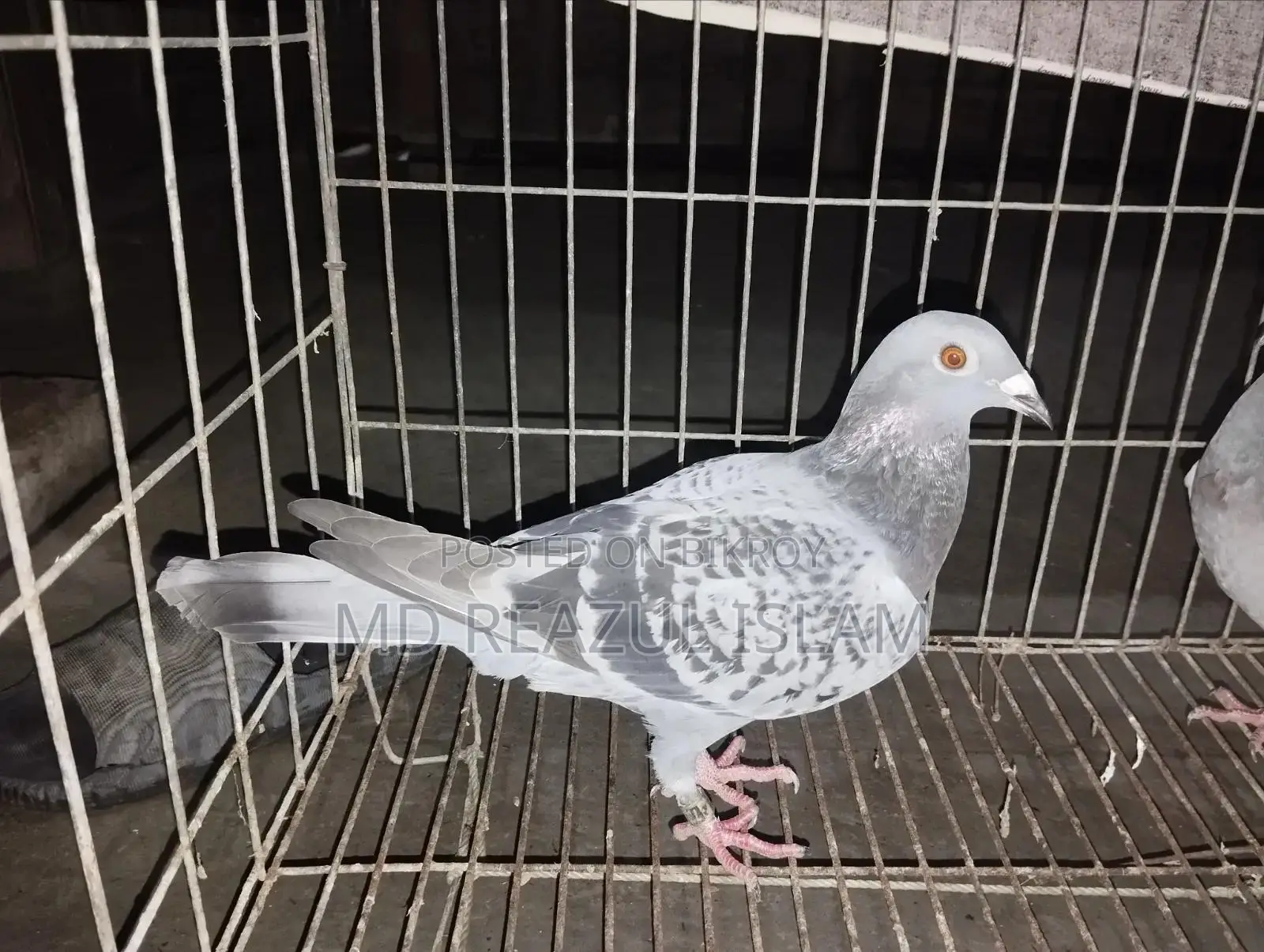 Racer Pigeon