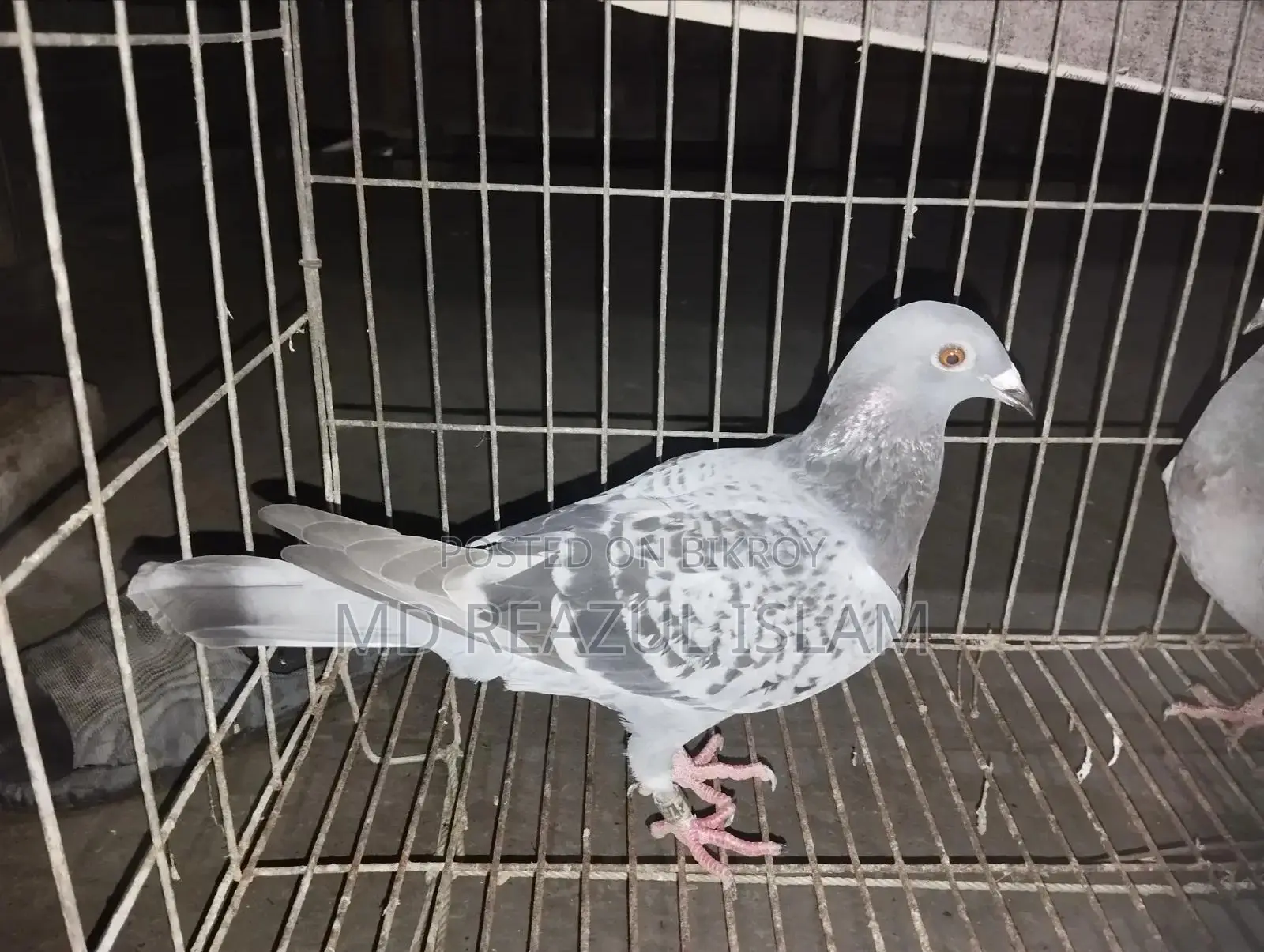 Racer Pigeon