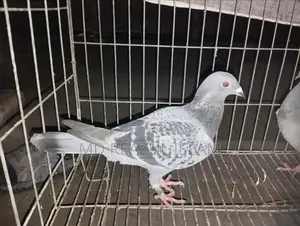 Racer Pigeon