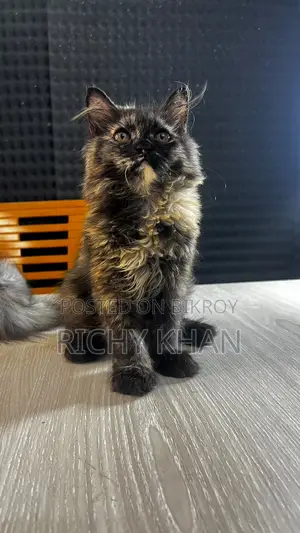 1-3 Months Female Purebred Persian