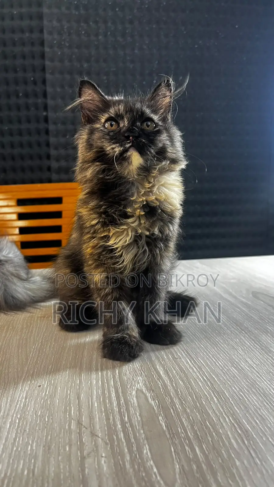 1-3 Months Female Purebred Persian