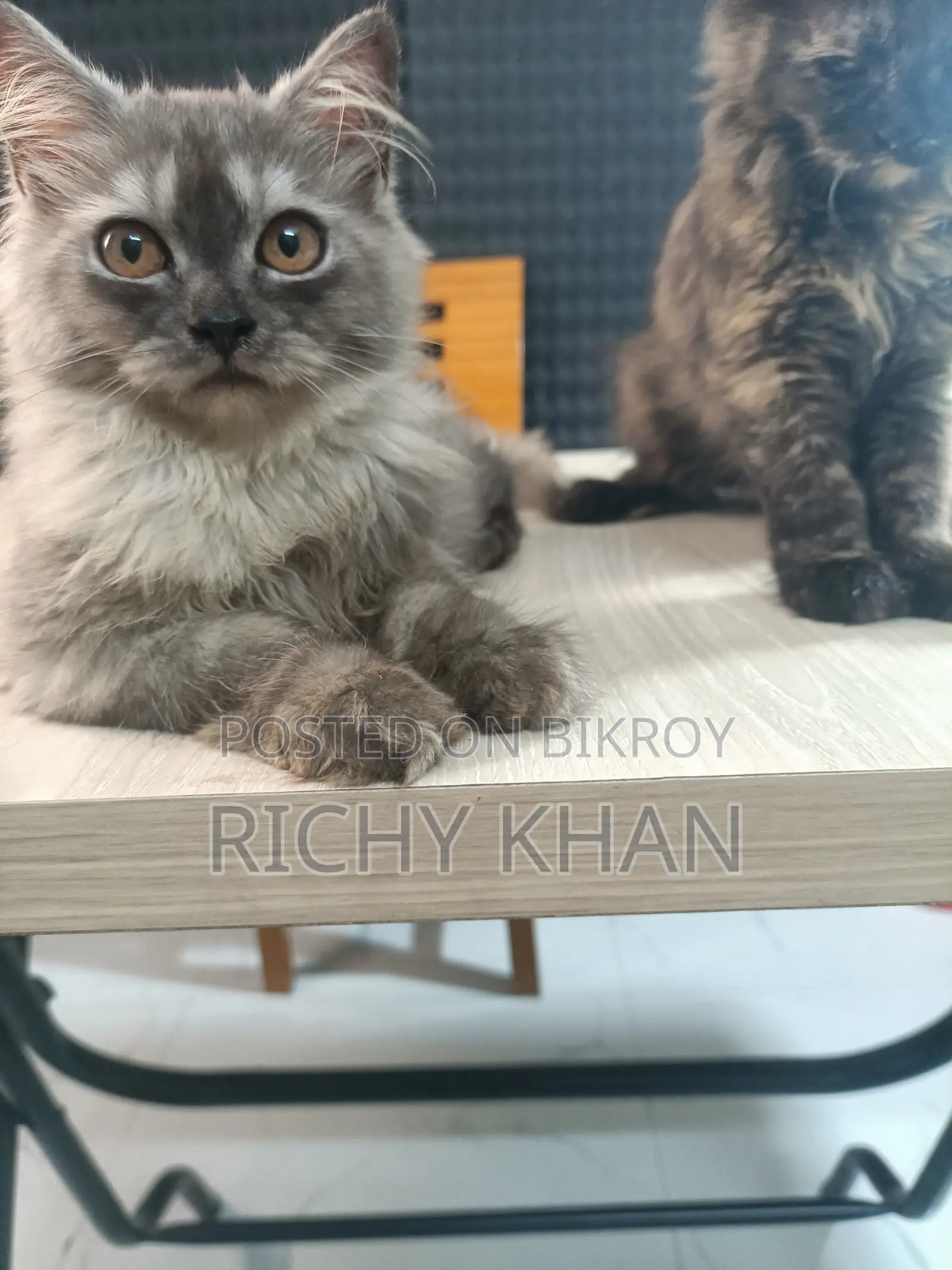 1-3 Months Female Purebred Persian