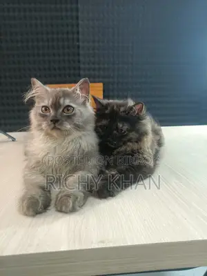1-3 Months Female Purebred Persian