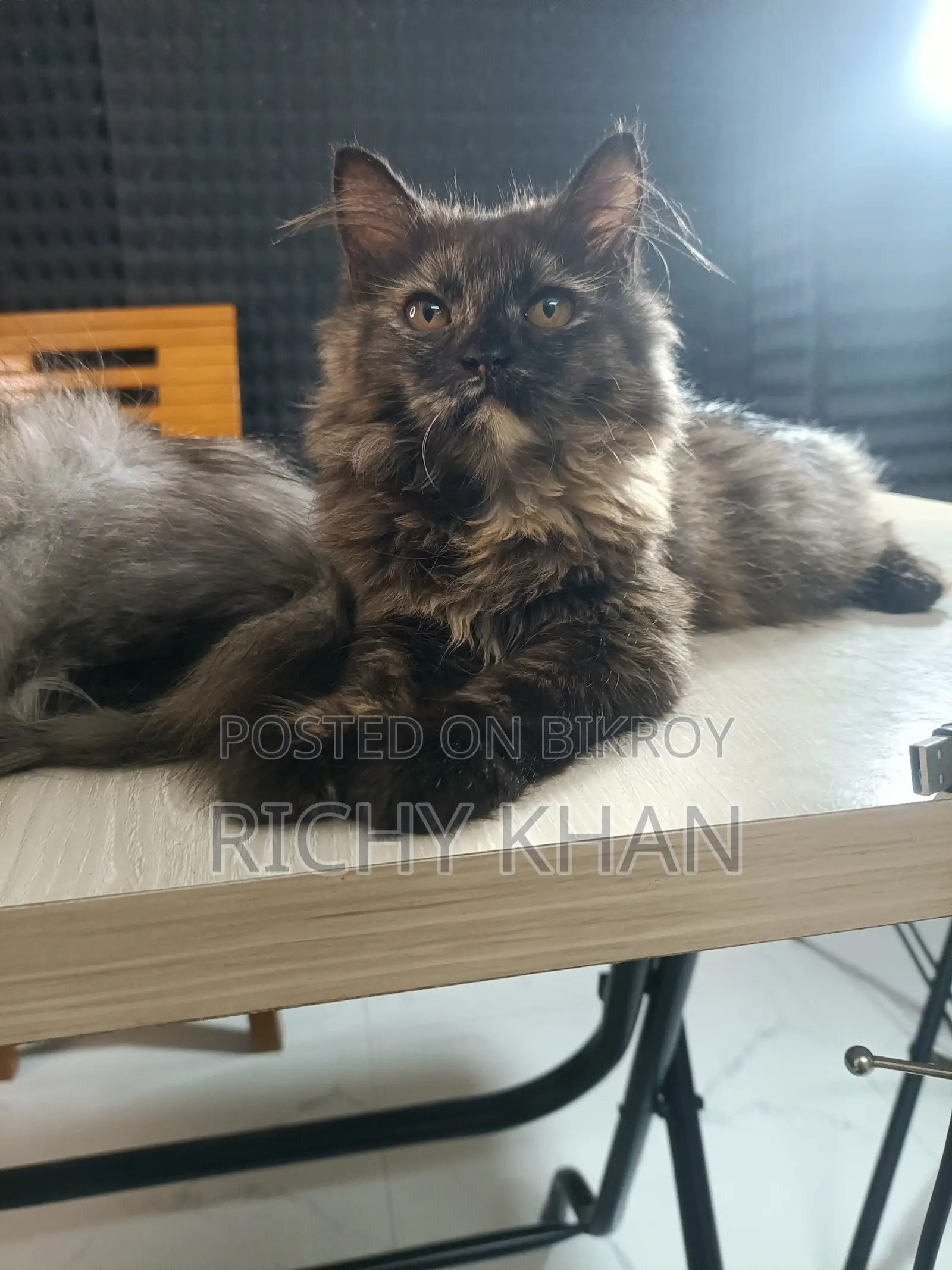 1-3 Months Female Purebred Persian