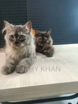 1-3 Months Female Purebred Persian