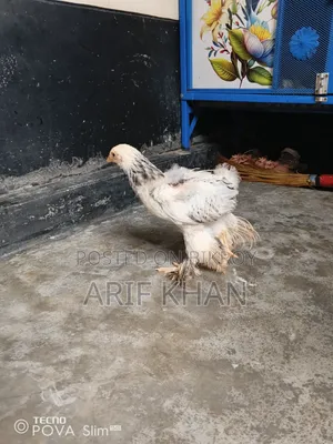 অরিজিনাল ব্রাহমা মুরগির বাচ্চা বিক্রি হবে!