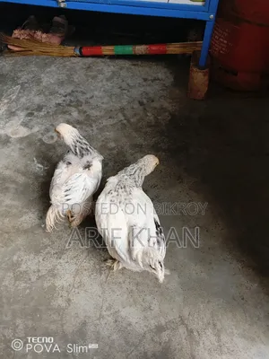 অরিজিনাল ব্রাহমা মুরগির বাচ্চা বিক্রি হবে!