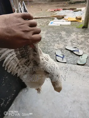 অরিজিনাল ব্রাহমা মুরগির বাচ্চা বিক্রি হবে!