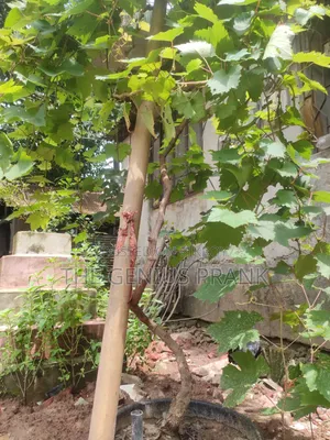 Premium Biconon grape plant sapling - High yielding and disease resistant.