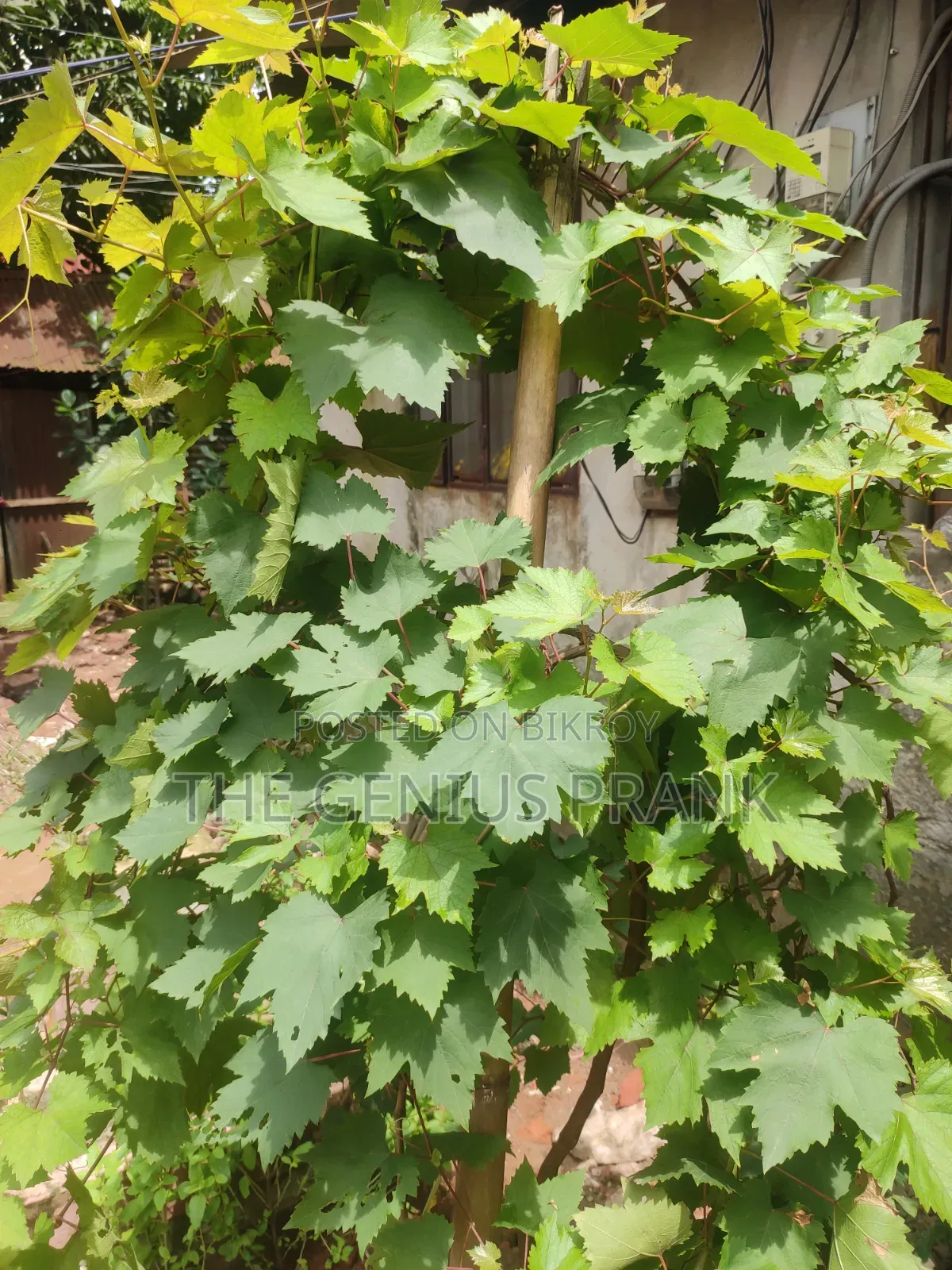 Premium Biconon grape plant sapling - High yielding and disease resistant.