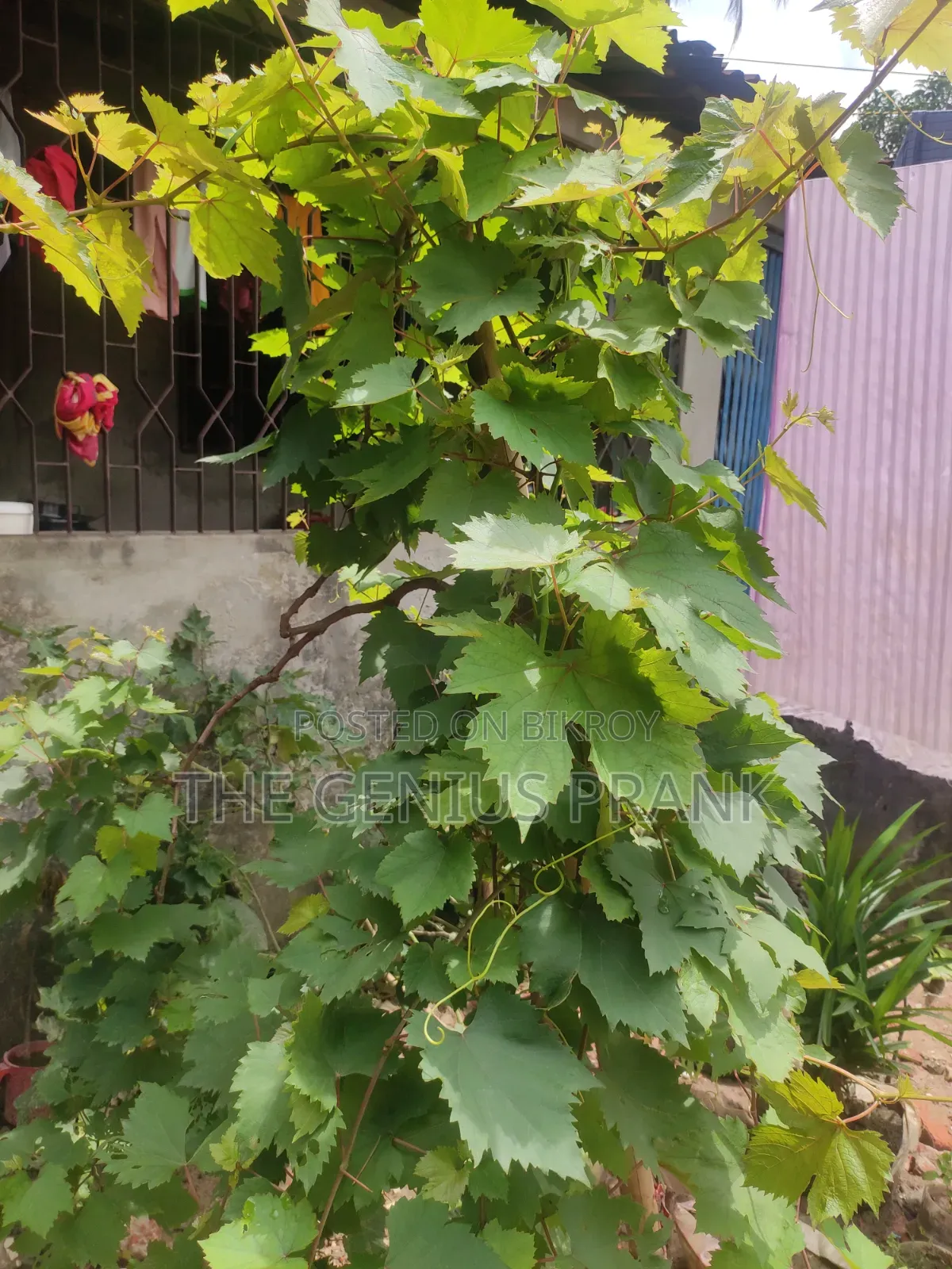 Premium Biconon grape plant sapling - High yielding and disease resistant.