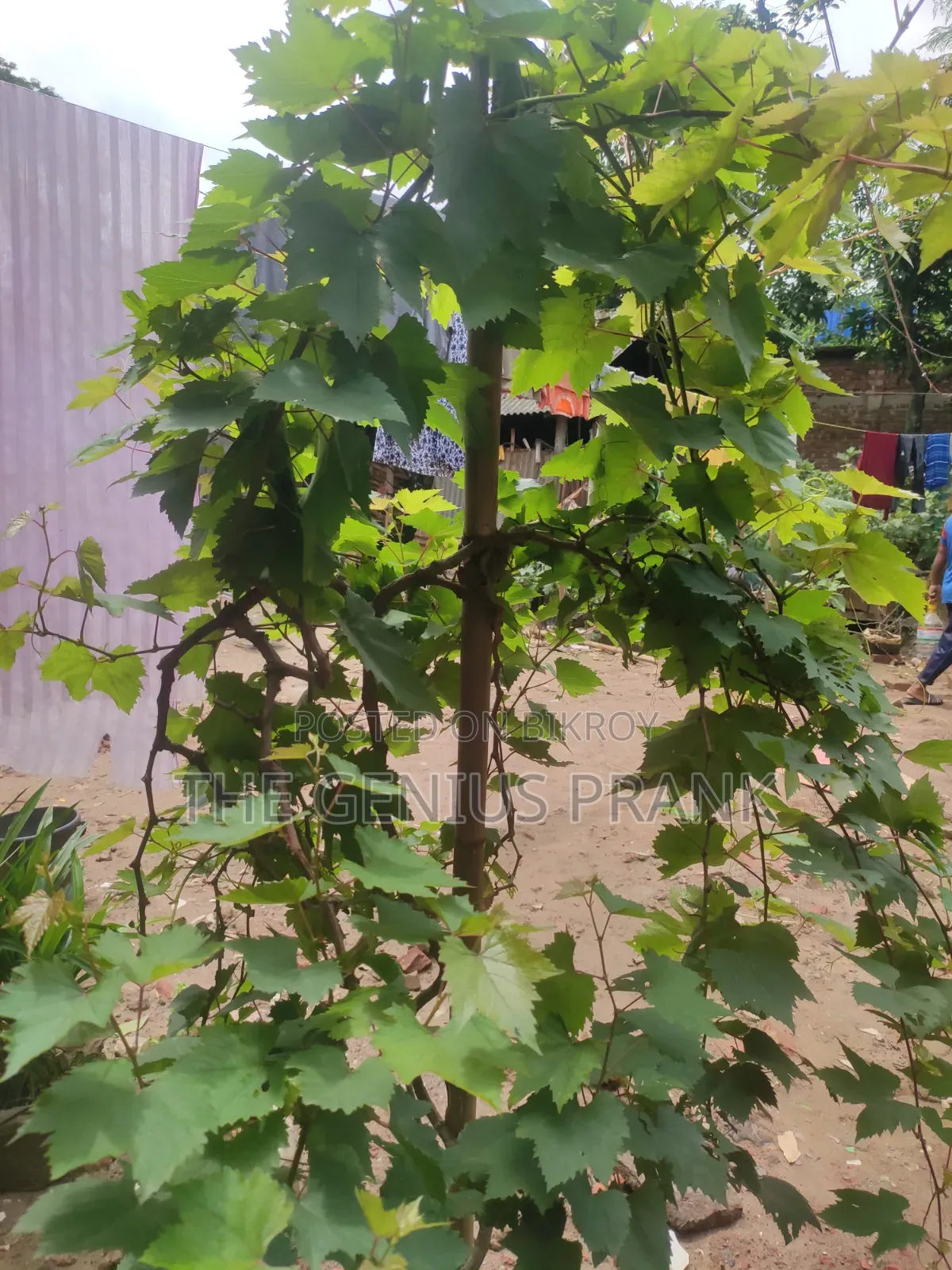 Premium Biconon grape plant sapling - High yielding and disease resistant.