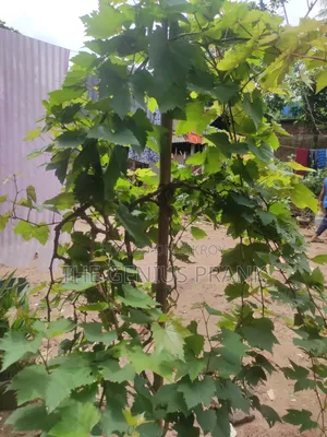 Premium Biconon grape plant sapling - High yielding and disease resistant.