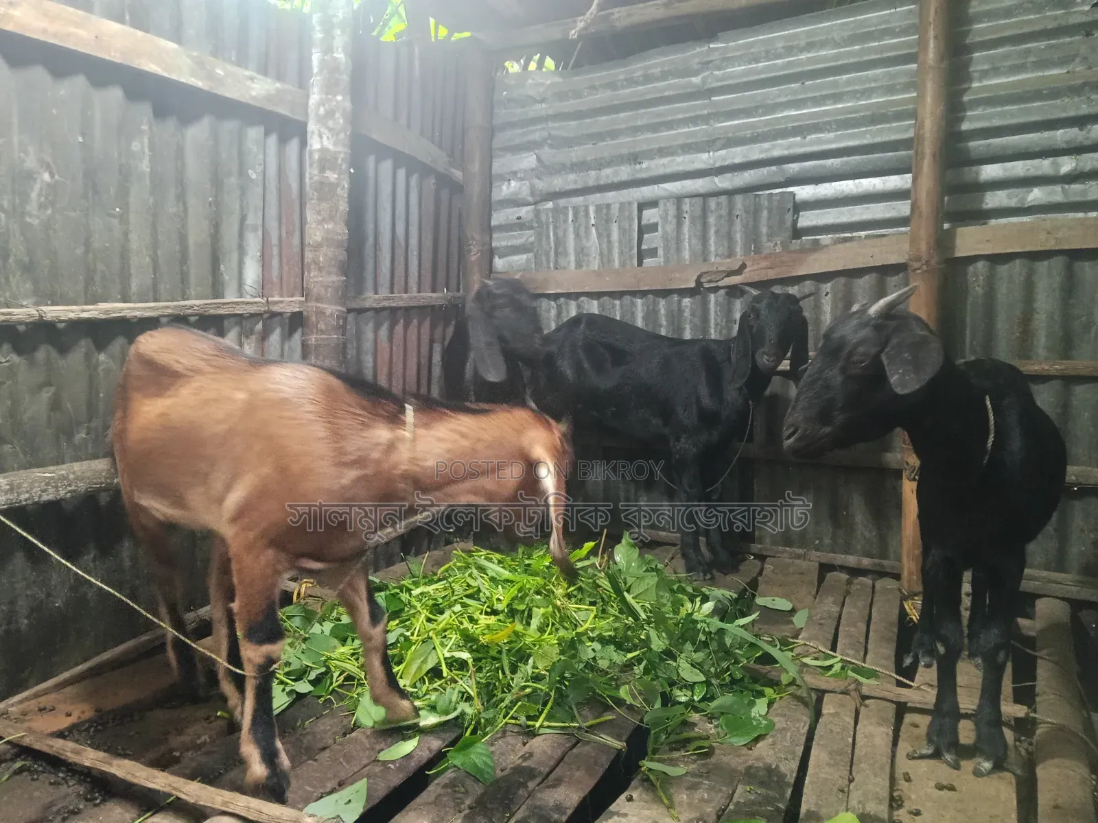4 goats will be sold. Price will be negotiable