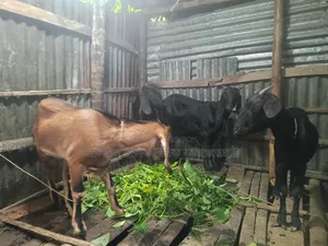 4 goats will be sold. Price will be negotiable
