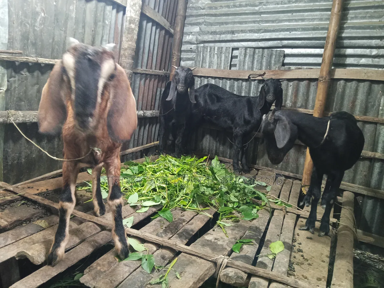4 goats will be sold. Price will be negotiable