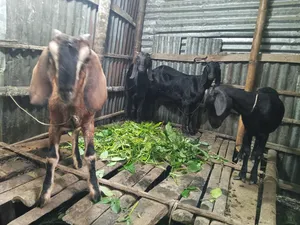 4 goats will be sold. Price will be negotiable