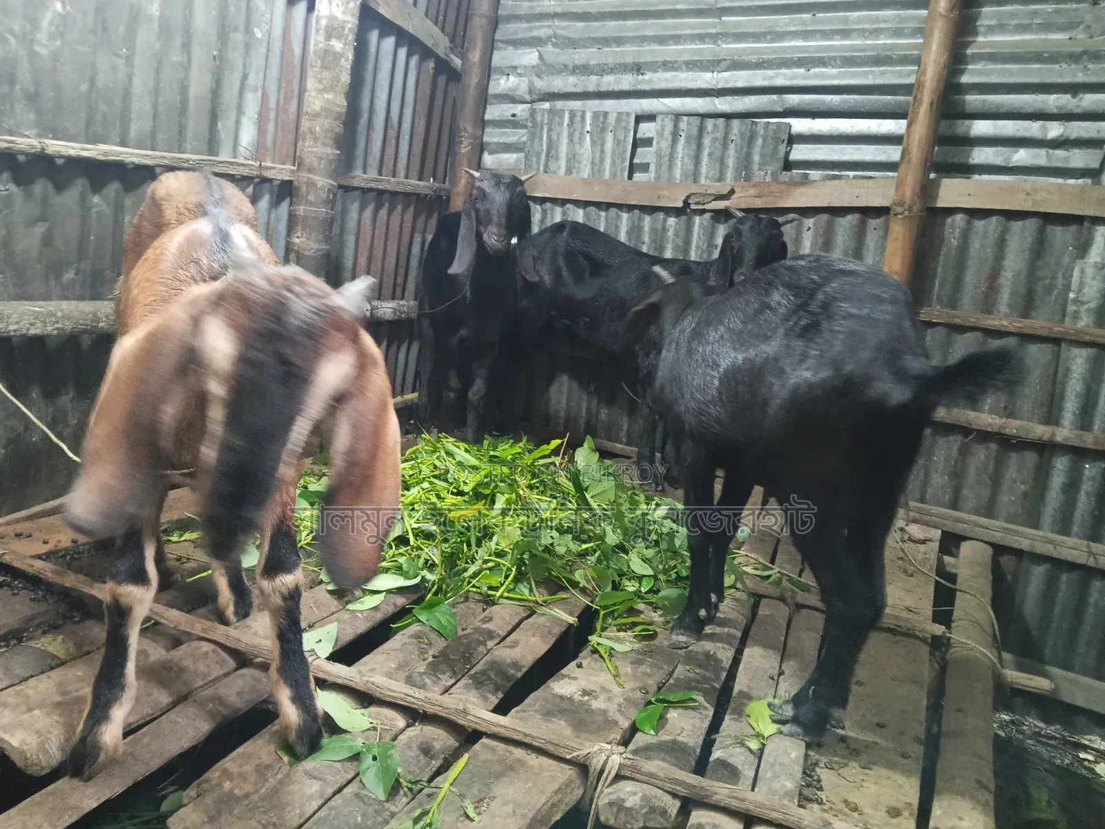 4 goats will be sold. Price will be negotiable