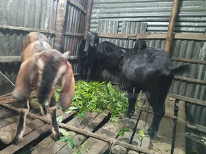 4 goats will be sold. Price will be negotiable