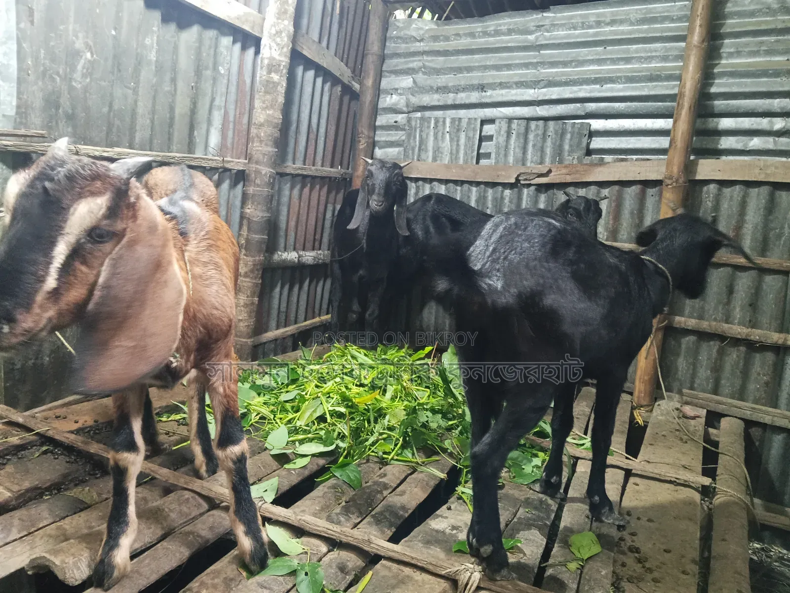 4 goats will be sold. Price will be negotiable