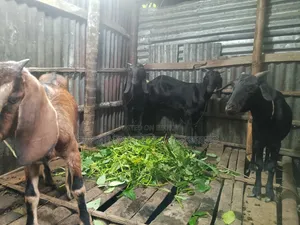 4 goats will be sold. Price will be negotiable