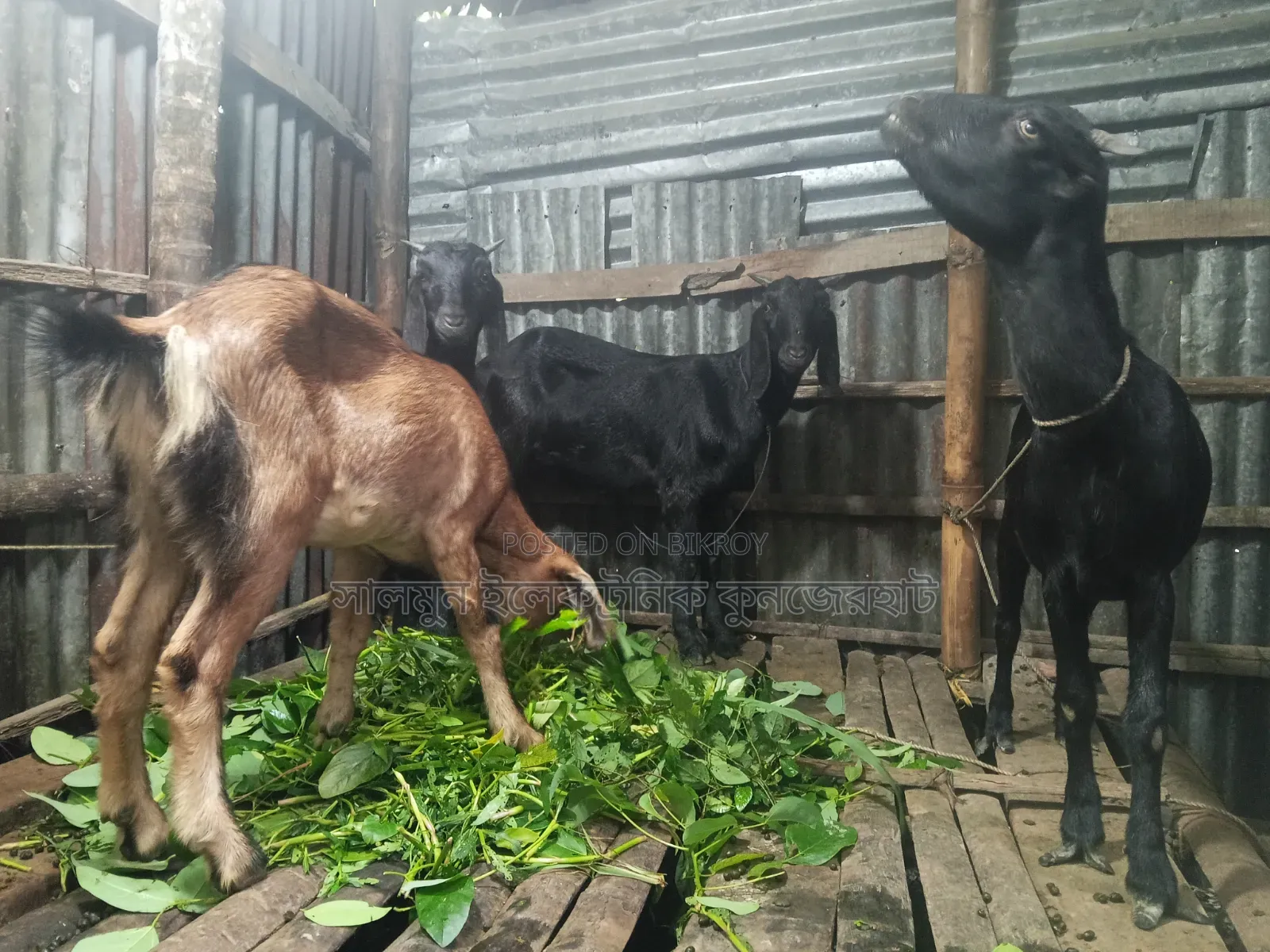 4 goats will be sold. Price will be negotiable