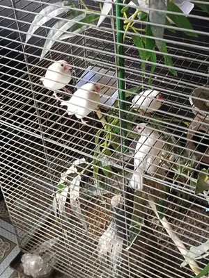 হোয়াইট জাবা রানিং পেয়ার ২ জোড়া আছে