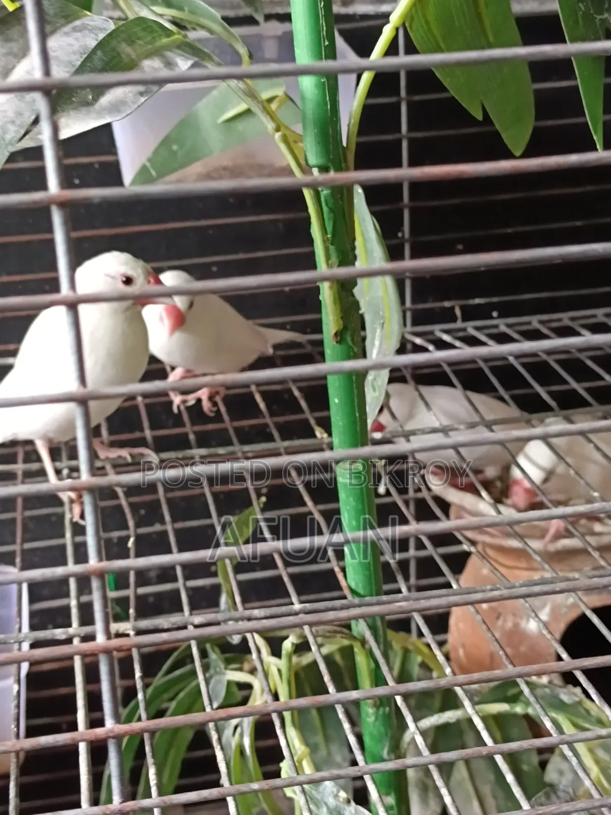 হোয়াইট জাবা রানিং পেয়ার ২ জোড়া আছে