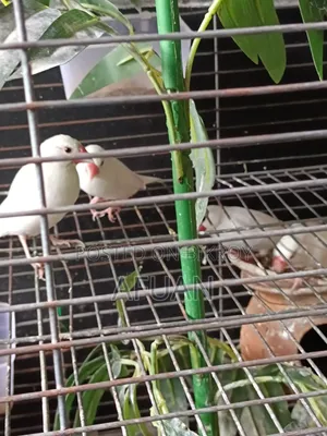 হোয়াইট জাবা রানিং পেয়ার ২ জোড়া আছে