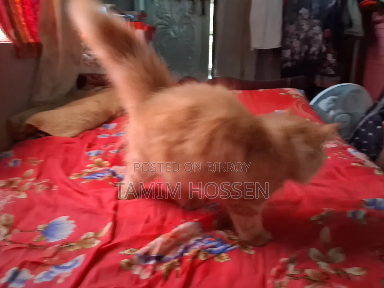 3-6 Months Male Purebred Persian