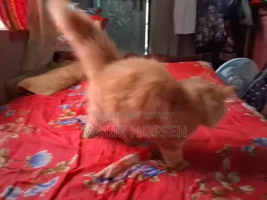 3-6 Months Male Purebred Persian