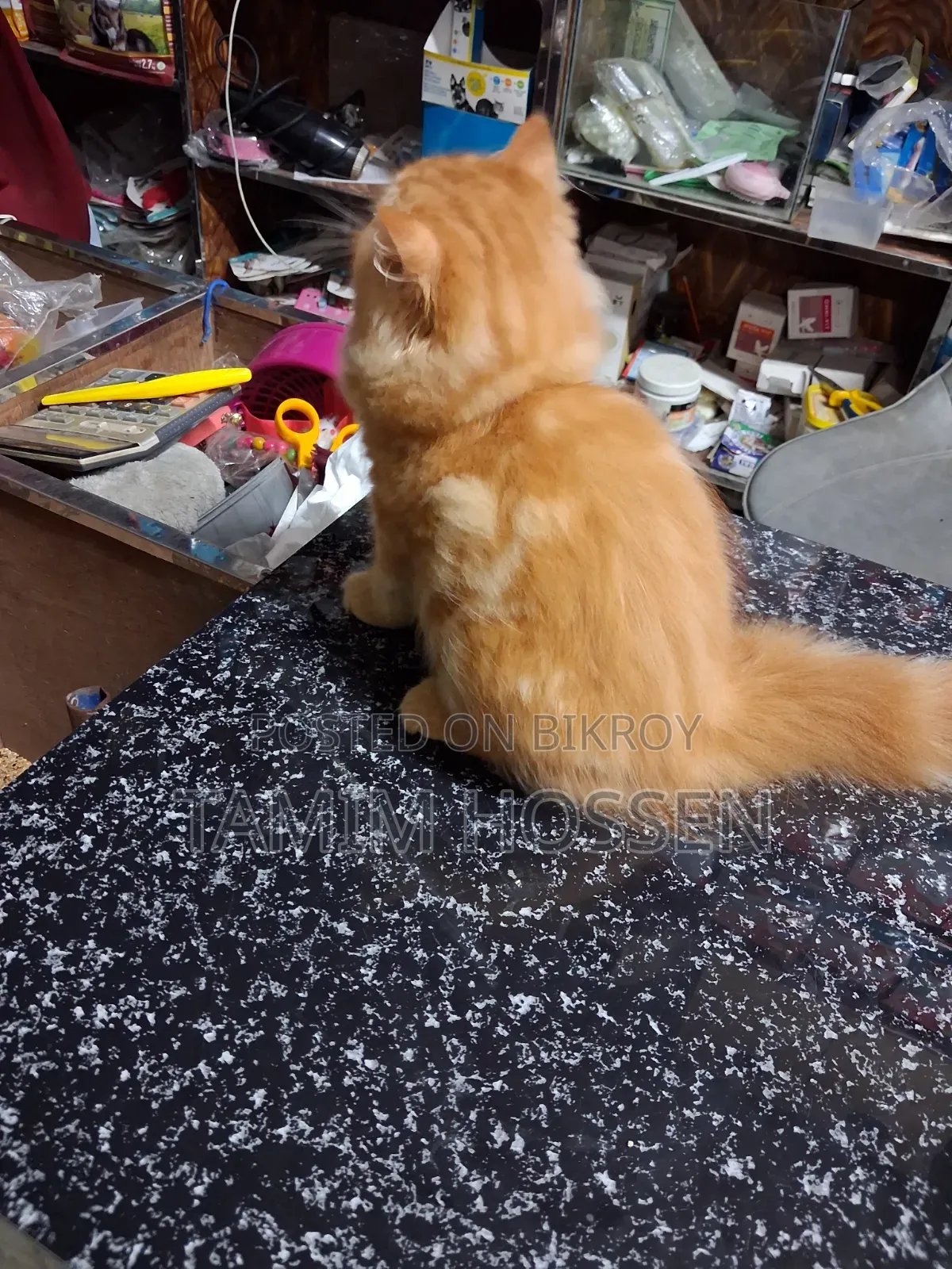 3-6 Months Male Purebred Persian