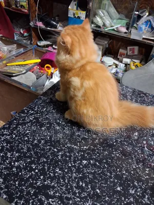 3-6 Months Male Purebred Persian
