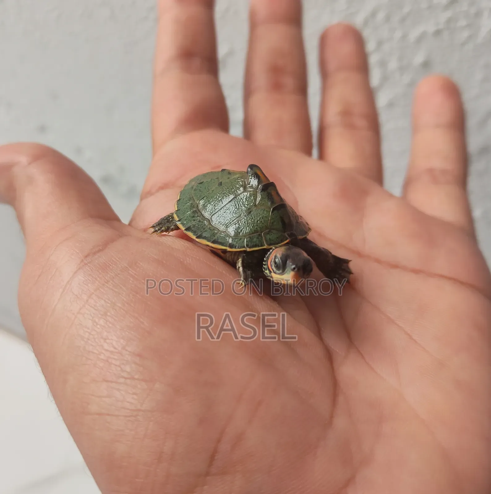 টার্টল লাগলা জানাবন